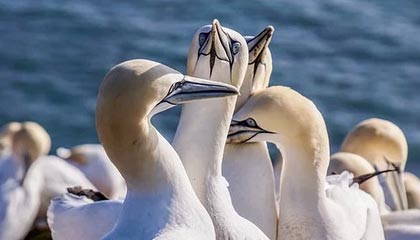 开云体育下载APP-罗纳尔迪尼奥将因“村超”到访贵州