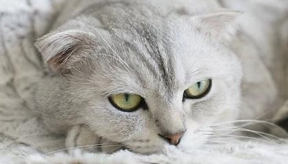 开云体育下载APP-罗纳尔迪尼奥将因“村超”到访贵州