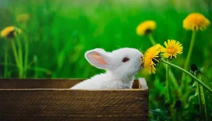 开云体育下载APP-罗纳尔迪尼奥将因“村超”到访贵州